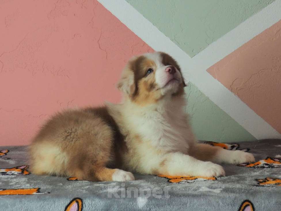 Собаки в Липецке: Австралийская овчарка Мальчик, 50 000 руб. - фото 4