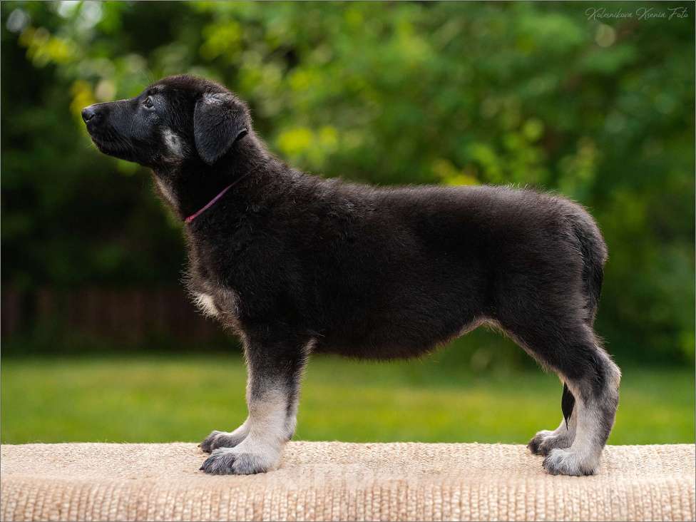 Собаки в других городах Самарской области: Девочка ВЕО Девочка, 60 000 руб. - фото 3