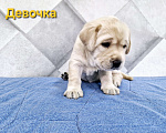 Собаки в Новокузнецке: Щенки Лабрадора РКФ  Девочка, 60 000 руб. - фото 5