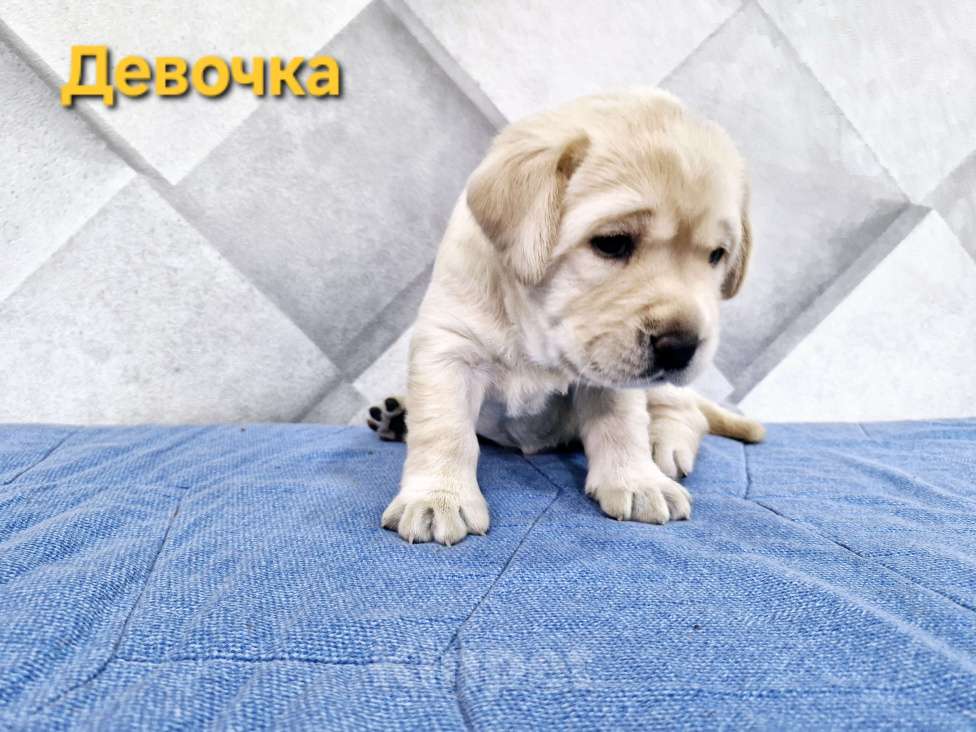 Собаки в Новокузнецке: Щенки Лабрадора РКФ  Девочка, 60 000 руб. - фото 5
