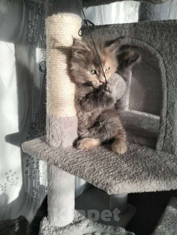 Кошки в других городах Красноярского края: Мейн-кун котята из питомника Девочка, 25 000 руб. - фото 2