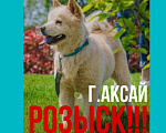 Собаки в Аксае: Волонтерская собака Мишель Чау-чау Девочка, 20 000 руб. - фото 3