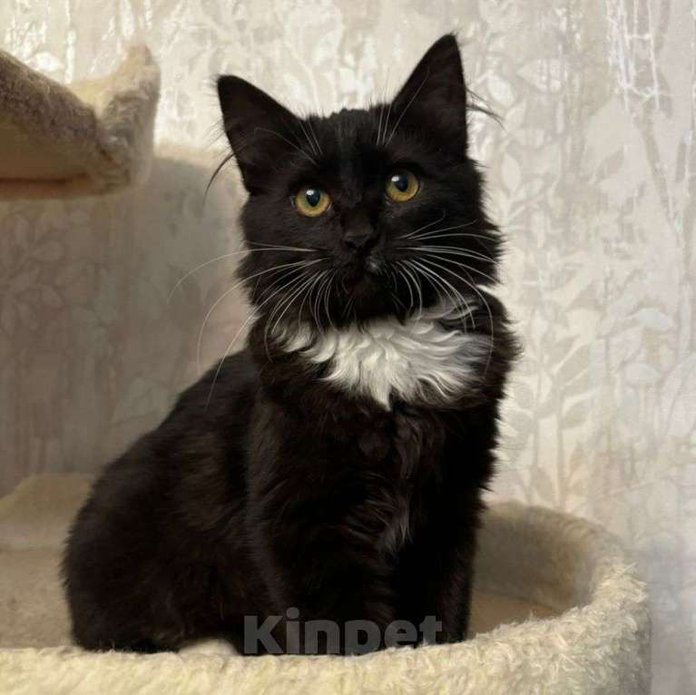 Кошки в Москве: Маленького котенка девочку подкинули во двор 🆘️ Срочный поиск дома Девочка, Бесплатно - фото 4