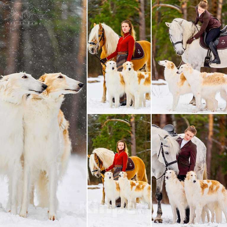 Собаки в Реутове: "Art In Fame" Племенной питомник Русских Псовых Борзых Разнополые, Бесплатно - фото 6