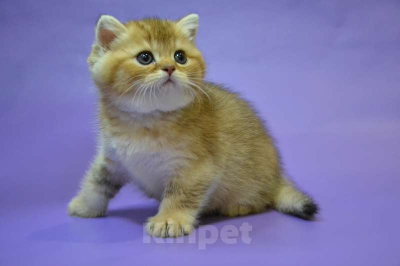 Кошки в Москве: Скоттиш страйт мальчик Мальчик, 45 000 руб. - фото 3