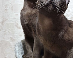 Кошки в Энгельс: Котята европейской бурмы Девочка, 30 000 руб. - фото 3