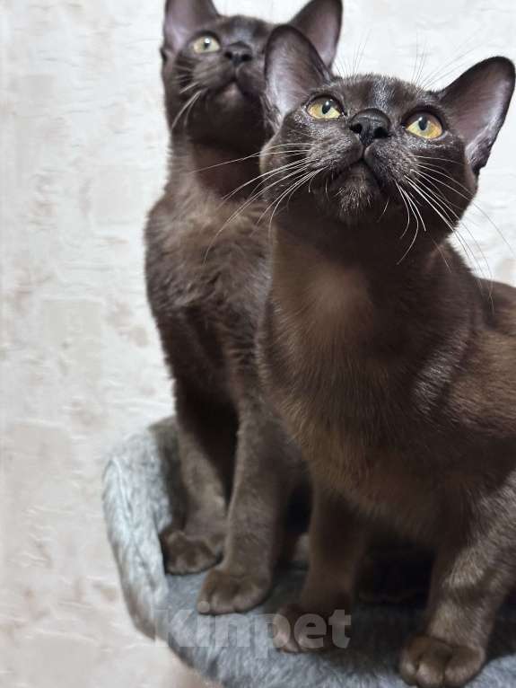 Кошки в Энгельс: Котята европейской бурмы Девочка, 30 000 руб. - фото 3