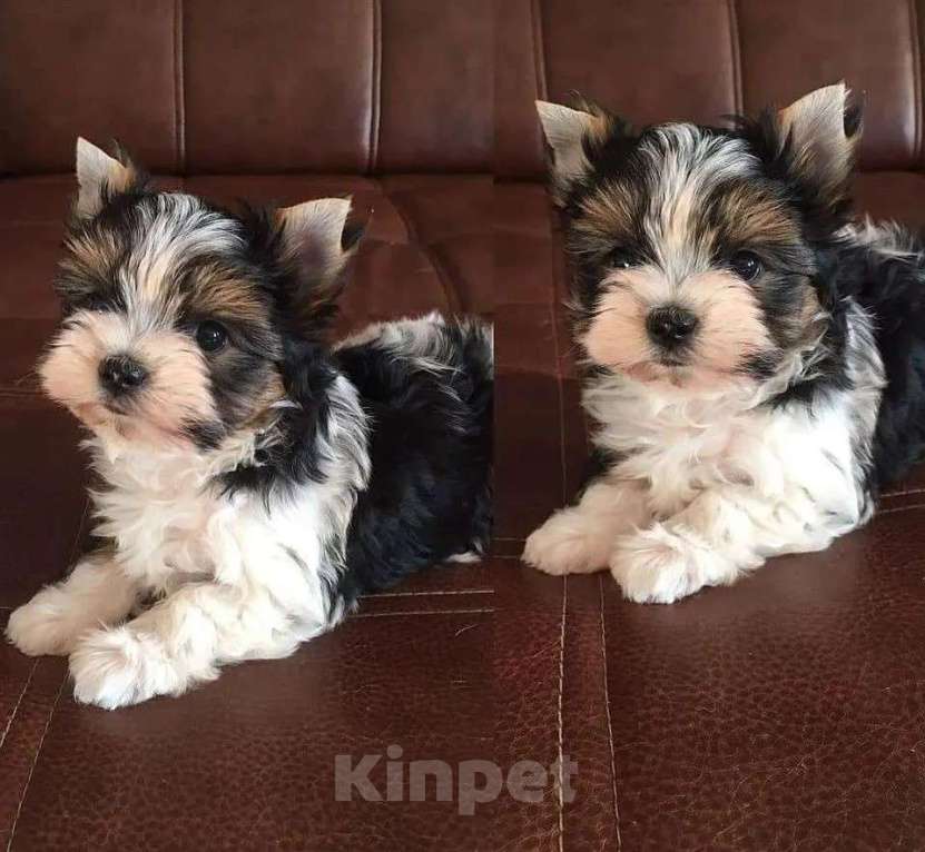 Собаки в Самаре: Вязка с Помом и малыши в продаже, 1 руб. - фото 4