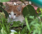 Кошки в Ногинске: Котята ищут дом Девочка, Бесплатно - фото 5