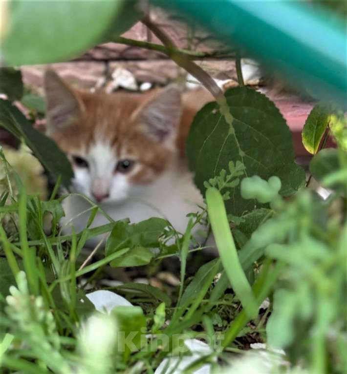 Кошки в Ногинске: Котята ищут дом Девочка, Бесплатно - фото 5