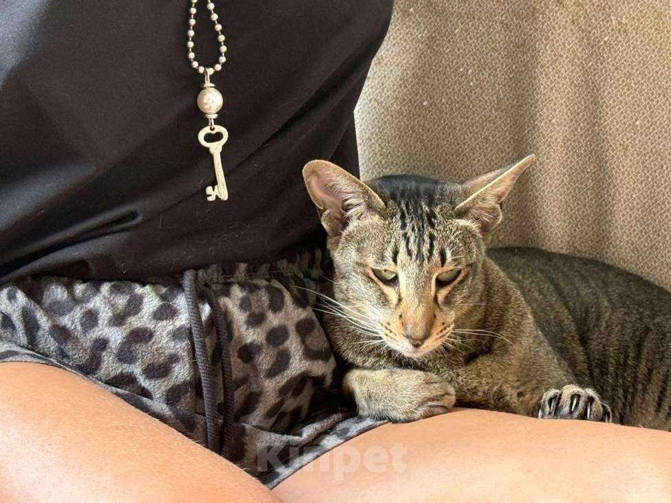 Кошки в Москве: Ориентальная кошка ищет новый дом Девочка, 1 руб. - фото 1