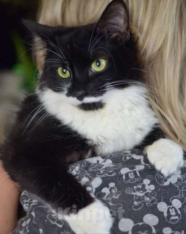 Кошки в Москве: Маркизу нужен надёжный дом Мальчик, Бесплатно - фото 6