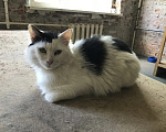 Кошки в Нижнем Новгороде: Котик ищет дом Мальчик, Бесплатно - фото 1