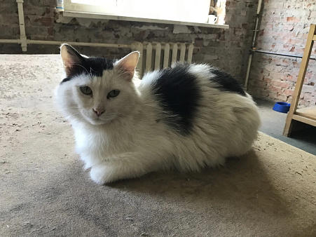 Котик ищет дом