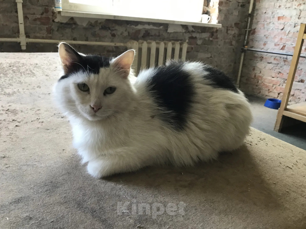 Кошки в Нижнем Новгороде: Котик ищет дом Мальчик, Бесплатно - фото 1