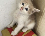 Кошки в Краснодаре: Котёнок бесплатно  Девочка, Бесплатно - фото 1