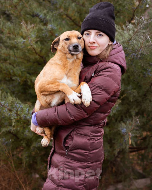 Собаки в Москве: Небольшой мальчик в добрые руки Мальчик, Бесплатно - фото 7