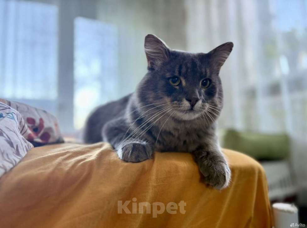 Кошки в Санкт-Петербурге: Молодой котик в добрые руки Мальчик, Бесплатно - фото 1