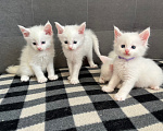 Кошки в Томске: Котята Мейн-кун Разнополые, 15 000 руб. - фото 8