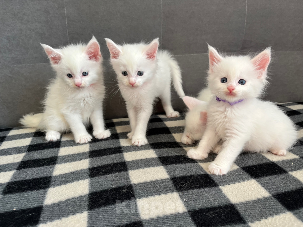 Кошки в Томске: Котята Мейн-кун Разнополые, 15 000 руб. - фото 8