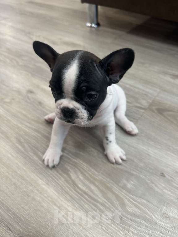 Собаки в Кургане: Французский бульдог, щенок Девочка, 35 000 руб. - фото 6