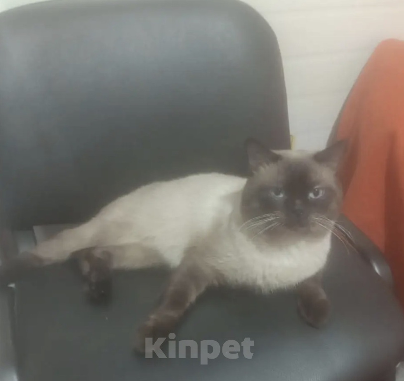 Кошки в Москве: 🐾 Ищем дом для чудесного котика! 🐾 Мальчик, Бесплатно - фото 1