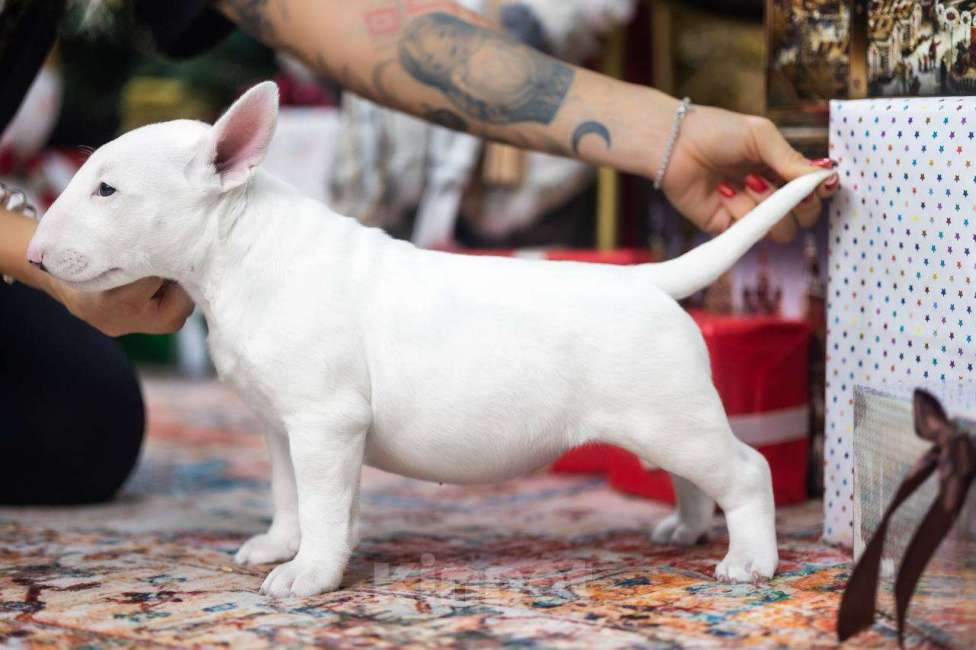 Собаки в Москве: Бультерьер стандартный, щенок  Девочка, Бесплатно - фото 2