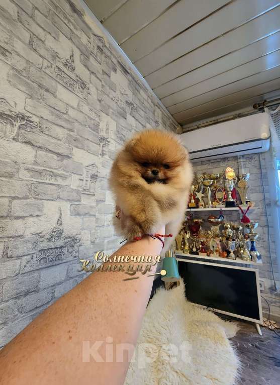 Собаки в Москве: Мини мальчик померанского шпица из племенного Мальчик, Бесплатно - фото 1