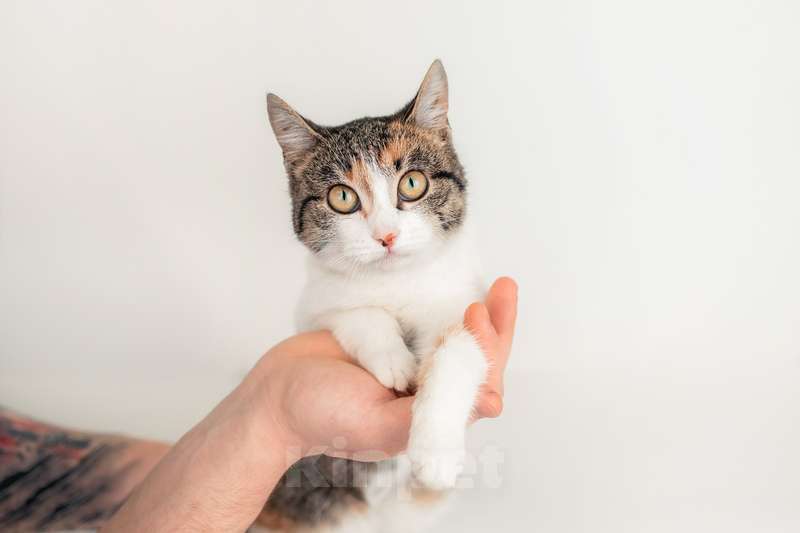 Кошки в Москве: Трехцветный котенок Муся в добрые руки Девочка, Бесплатно - фото 4