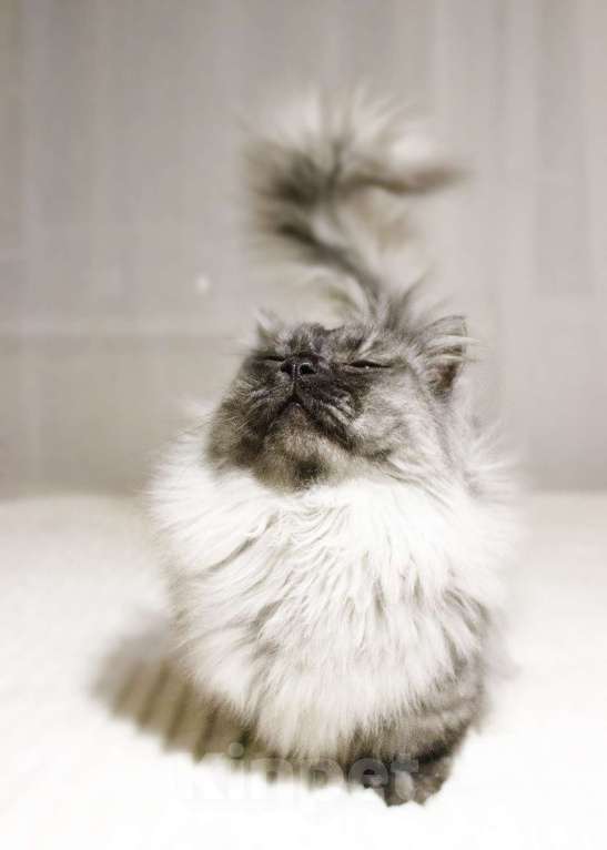 Кошки в Москве: манчкин кот Мальчик, 30 000 руб. - фото 10