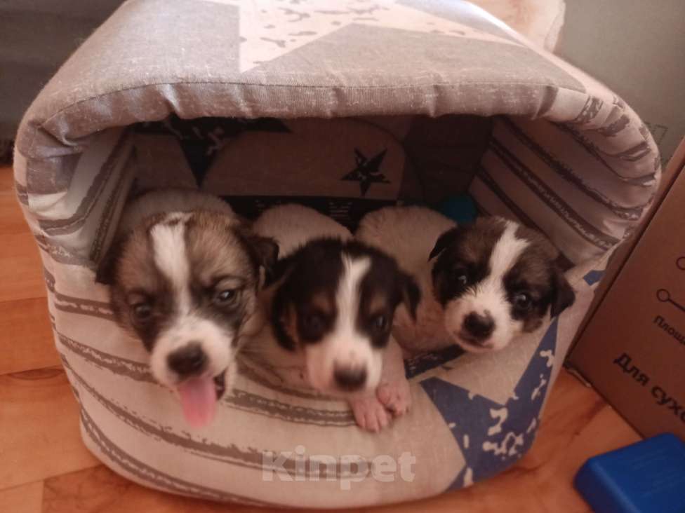 Собаки в Астрахани: 3 девочки ищут любящие семьи Девочка, Бесплатно - фото 8