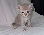Кошки в Москве: Продаю шотландского прямоухого котенка Мальчик, 15 000 руб. - фото 1