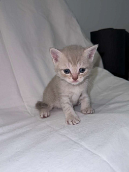 Продаю шотландского прямоухого котенка