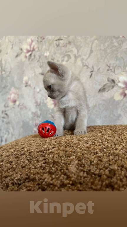 Кошки в Москве: Котик лиловый Мальчик, Бесплатно - фото 1
