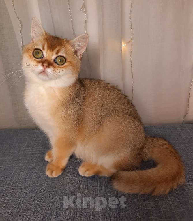 Кошки в Ярославле: Самый лучший...для Вас Девочка, 35 000 руб. - фото 3