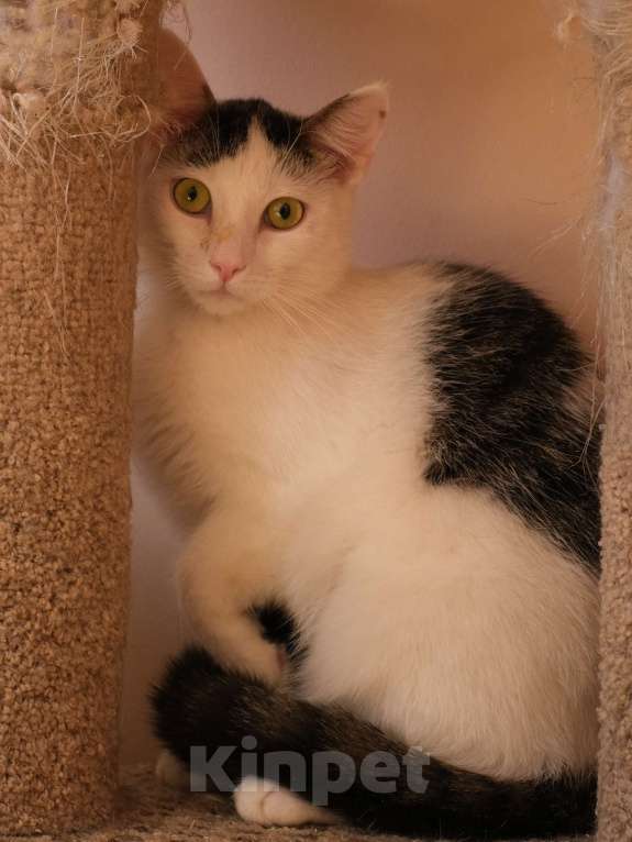 Кошки в Санкт-Петербурге: Лунтик из приюта в добрые руки Мальчик, Бесплатно - фото 5