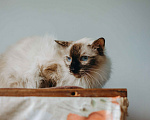 Кошки в Москве: Сима из кошачьей квартиры. Девочка, Бесплатно - фото 5