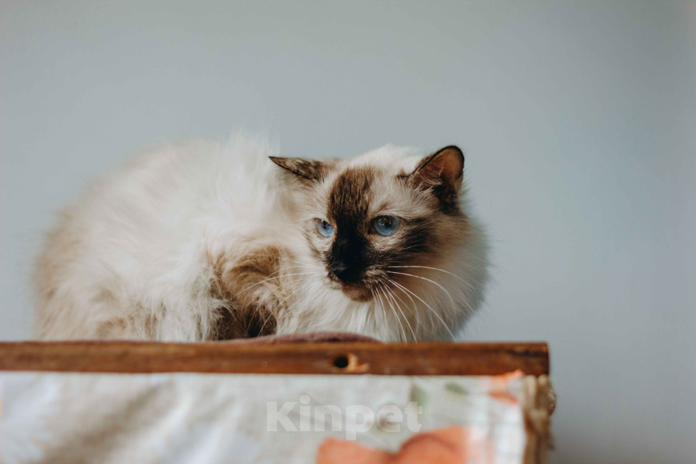 Кошки в Москве: Сима из кошачьей квартиры. Девочка, Бесплатно - фото 5