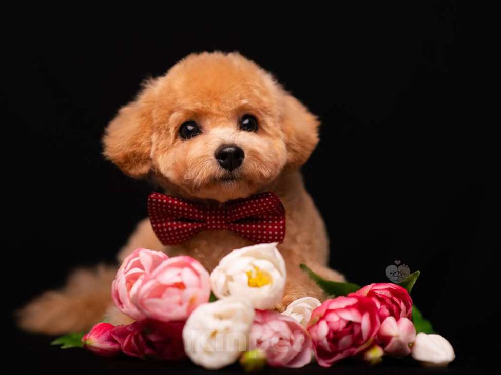 Собаки в Москве: щенок цветного бишона( пушон) Мальчик, 150 000 руб. - фото 4