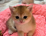 Кошки в Тюмени: Котёнок золотая шиншилла Девочка, 40 000 руб. - фото 5