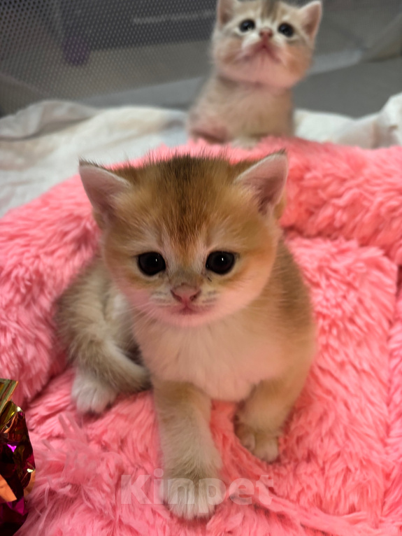 Кошки в Тюмени: Котёнок золотая шиншилла Девочка, 40 000 руб. - фото 5