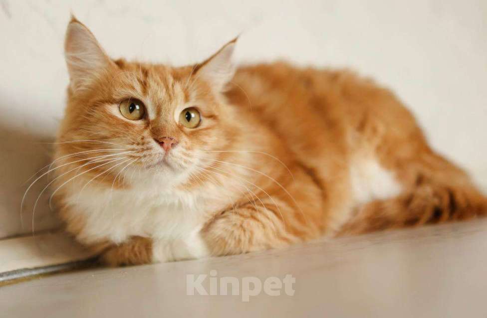 Кошки в Москве: Кошка Злата ищет дом! Девочка, Бесплатно - фото 6