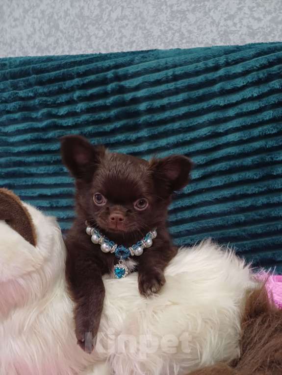 Собаки в Москве: Принц юджин Мальчик, 45 000 руб. - фото 2