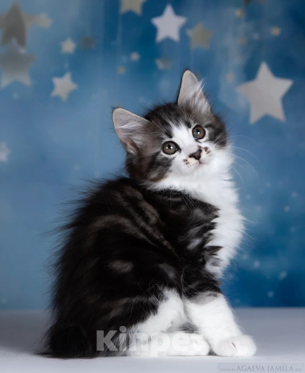 Кошки в других городах Московской области: Котик полудлинношерстный  Мальчик, 60 000 руб. - фото 7