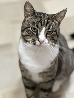 Молодой ласковый шпротик в добрые руки