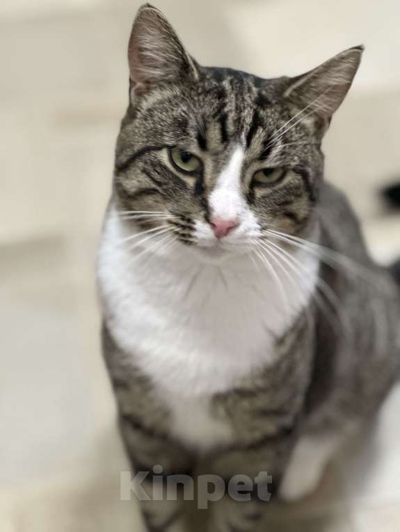 Кошки в Санкт-Петербурге: Молодой ласковый шпротик в добрые руки Мальчик, Бесплатно - фото 6