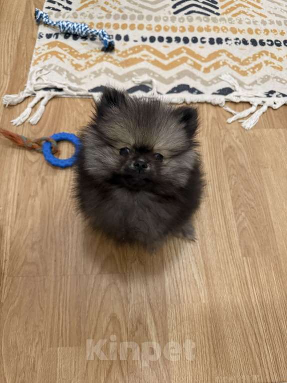 Собаки в Москве: Прекрасный щенок ищет дом Мальчик, Бесплатно - фото 4