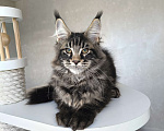 Кошки в Москве: Котенок мейн кун, котик Мальчик, 50 000 руб. - фото 3
