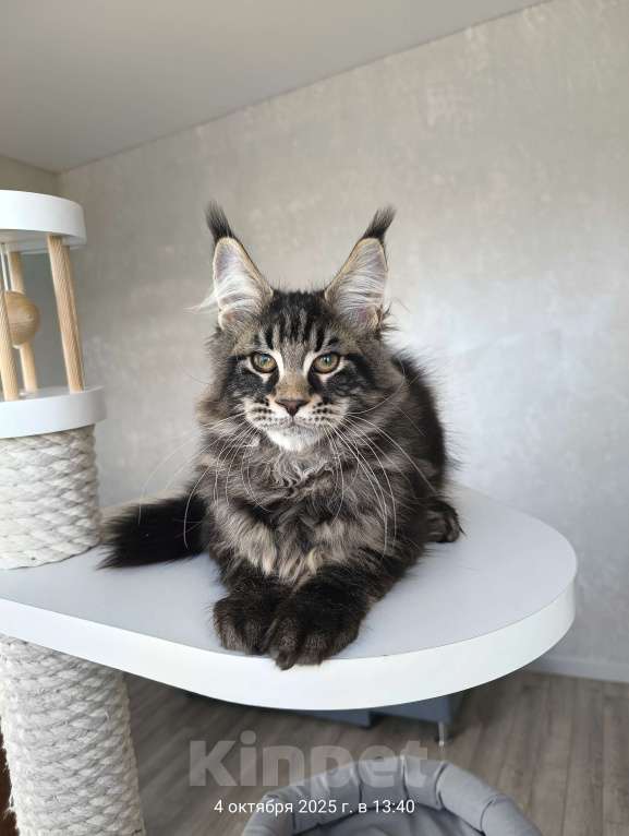 Кошки в Москве: Котенок мейн кун, котик Мальчик, 50 000 руб. - фото 3