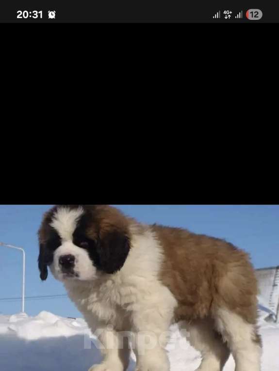 Собаки в Тамбове: Бетховен Мальчик, 75 000 руб. - фото 3